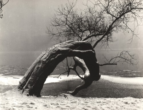 gacougnol:Jan LauschmannOld Tree in Winter II 1964