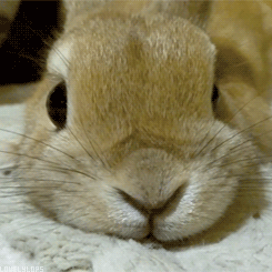 stricklybunnies:  Let me get some nose exercise