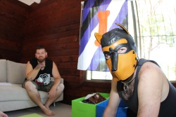 Gryph and Arrow relaxing at Pup Camp part of pup pride down under.
