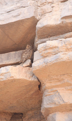 daily-owls:  Pharaoh Eagle Owl by Brendan A Ryan on Flickr.