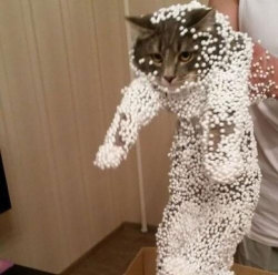 awesome-picz:    Cats Who Immediately Regretted Their Poor Life