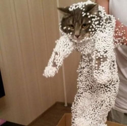 boredpanda:    20+ Cats Who Immediately Regretted Their Poor