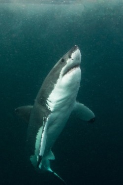 wolverxne:  Great White shark in low visbility ~ by: (Morne Hardenberg)