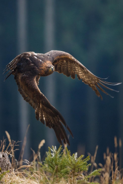 expressions-of-nature:  Forest Majesty - Golden Eagle | John