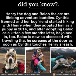 did-you-kno:  Henry the dog and Baloo the cat are  lifelong adventure