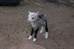 sixpenceee:  Butterfly is a rare sheep-goat hybrid. A male goat