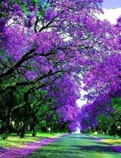 flowersgardenlove:  Grafton, NSW, Austra Beautiful gorgeous pretty