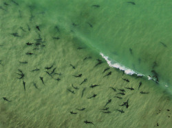 the-shark-blog:  Arial shot of leopard sharks in La Jolla [x][x]