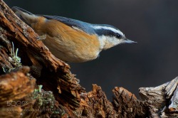 kohalmitamas:Red-breasted Nuthatch by gdrozda