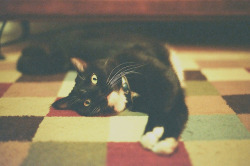 grett:  Miss Skye by Kerr MacKenna on Flickr.