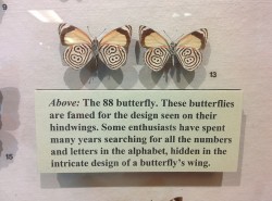 epicroll:  I was recently at a butterfly conservatory here and