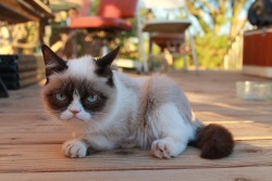 tardthegrumpycat:  The Daily Grump | December 12, 2012