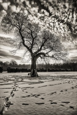 artblackwhite:  snow tracks by janroskamp lonely tree in winter