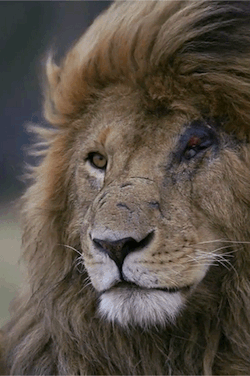 untmd:  Better to be a lion for a day than a sheep all your life