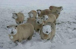 pnasri:  cytoplasms:  mangomangotan:  Just ordinary sheep after