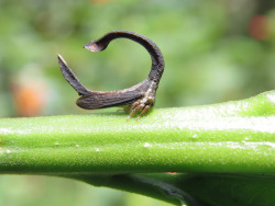 sixpenceee:  Horseshoe-Shaped Treehopper: The helmet of the Sphongophorus