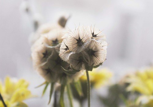 venus-garden:  currently infatuated with scabiosa seed pods 