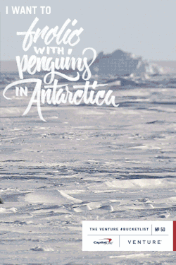 venture:  #BucketList Item No. 50 | Frolic with Penguins in Antarctica