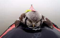 asapscience:  A tired swimmer rescued in Finland. A Northern