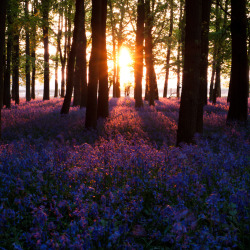 saepphire:  caitlingillam:  Bluebell Wood Sunset by George on
