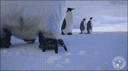 jenn-oddballpunk:  4gifs: Penguins find a camera. [video]  @fuzipenguin