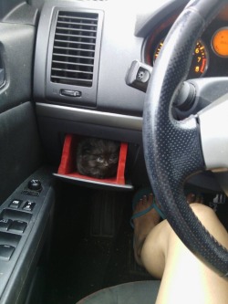 awwww-cute:  Her car comes with a kitten holder 