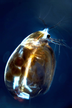 ibmblr:   A salty situation.Zooplankton may be the smallest species