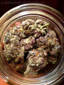 purplekyleekush:  This Purple Kush is to beautiful to bust up