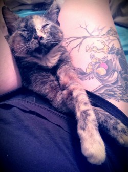 savvypussycat:  I have the most content kitten, ever. (Yes, that