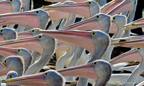 Lost in a crowd (pelicans, Gold Coast, Australia)