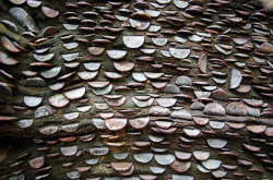 odditiesoflife:  Mysterious Coin-Covered Wishing Trees The strange