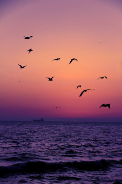 eqiunox:  Birds by *MustafaSEZER 