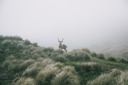 weirdfoxes:  Top Photo - Taken 3 days ago in Point Reyes.  Bottom