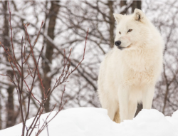 wolfsheart-blog:Arctic Wolf by   Josef Pittner  