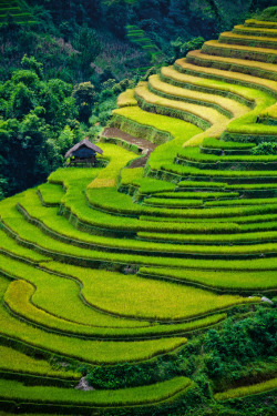 diterra:  Rice terrace fields (by [ 117 Imagery ]) 