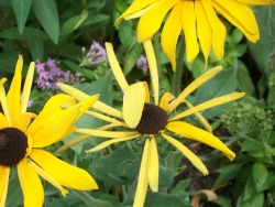 letsbeforestfriends:  Yellow flowers, (by letsbeforestfriends)