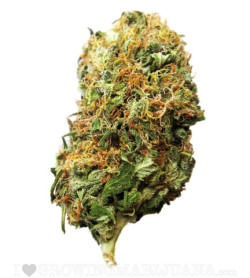 pineconeherb:   Smoking effects Big Bud has Skunk influences