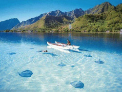 calvalley858:  Stingrays in Bora Bora.   Or we could go here!