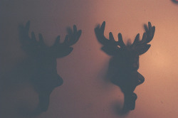 jihyoo:  untitled by little lies & massive dreams on Flickr.