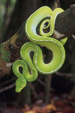 eqiunox:  Green Python, Morelia viridis, Australia, by Bruce