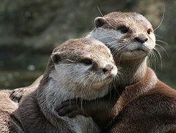 Significant Otters. by christymack