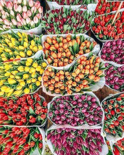 thevisualvamp:  Tulips  Le printemps arrive 👍Bonne journée
