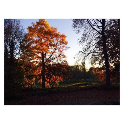 this time last year I was in Oz, catching the summer all year round, and though it was wonderful, I miss autumn colors and crunchy leaves more than I thought I would ðŸ  #autumnal #autumnalleaves #autumncolors  (at Belgium)