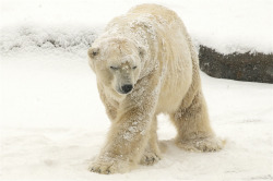 Bendhur   llbwwb:  snow bear 