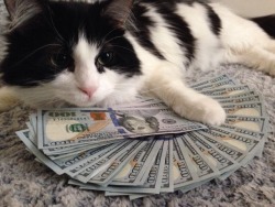 fullofowls:  alxbngala:Cash Cats masterpost.  cashgore
