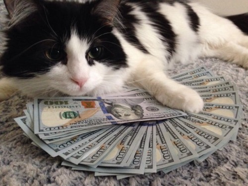 chubblersds:  nihongogogo:  yxngsushi:  starseed-infinite:  avedior:  alxbngala:  Money Cats masterpost,   to have your LIFE!! filled with money.  I got โ today, Iâ€™m reblogging this again  please, Iâ€™m going to be unemployed the end of this week.