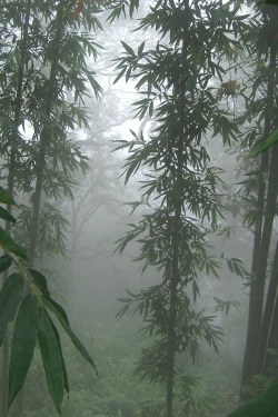 decepticun:  bambooed fog | by dieselfume 