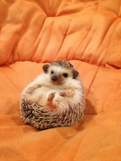 gottalovehedgehogs:  Excuse me but this seat is taken. 