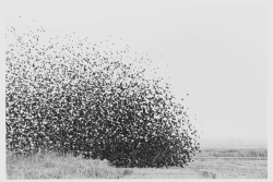 benedictederamaux:  Lukas Felzmann, From the Cycle: Swarm 