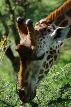 de-preciated:  Giraffe in Lake Nakuru National Park by Sarah